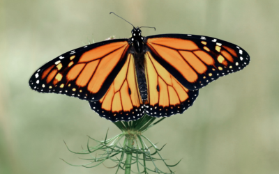 Doing the Butterfly Thing